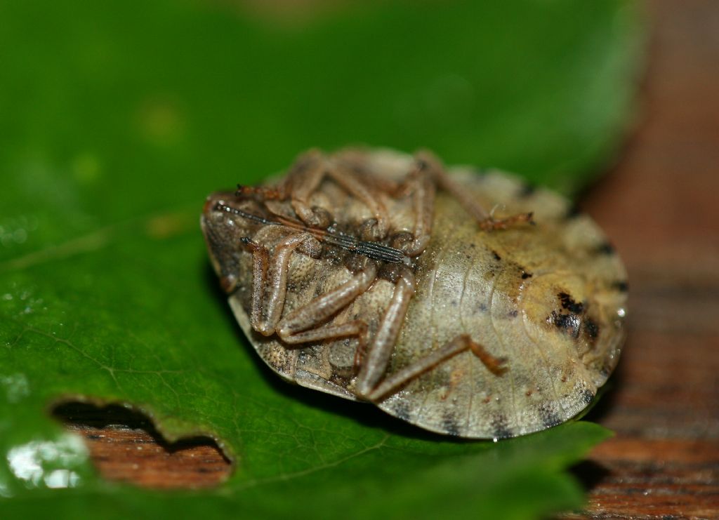 Scutelleridae: Eurygaster maura